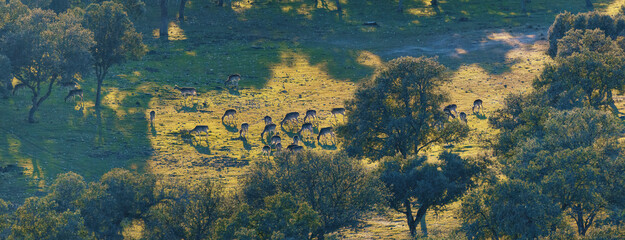 Panoramic view of a herd of deer grazing in the forest