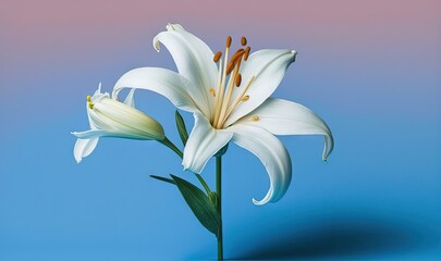  a white flower with a blue background and a pink and blue background with a pink and blue background and a white flower with a green stem.  generative ai