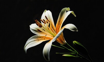  a white and yellow flower with green stems on a black background with a black background behind it and a black back ground with a black background.  generative ai