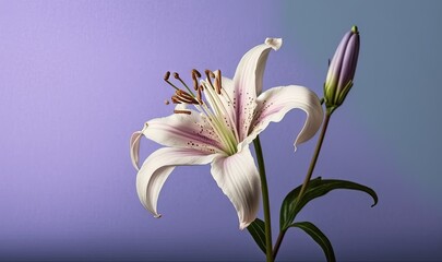  a white flower with a purple center on a purple and blue background with a green stem in the center of the flower and a purple center of the flower.  generative ai