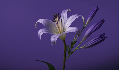  a purple flower with green leaves on a purple background with a blue sky in the back ground and a purple background with a white flower in the middle.  generative ai