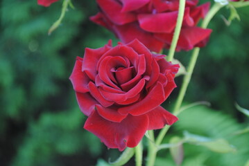 A bush of red tender roses in a summer garden