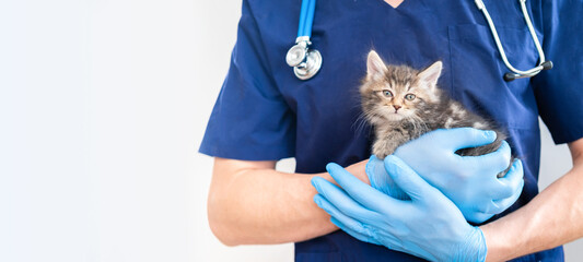 Cropped image of handsome male veterinarian doctor with stethoscope holding cute fluffy striped kitten in arms in veterinary clinic on white background banner. cat and doctor - obrazy, fototapety, plakaty
