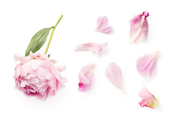 top view of a beautiful pink peony and loose petals isolated over a transparent background,...