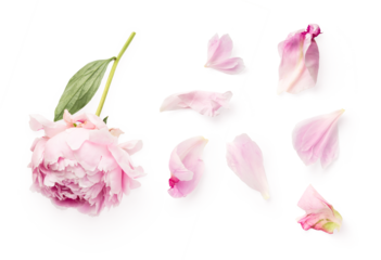 top view of a beautiful pink peony and loose petals isolated over a transparent background, romantic feminine spring design element