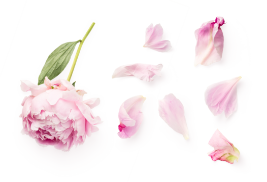 top view of a beautiful pink peony and loose petals isolated over a transparent background, romantic feminine spring design element