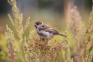 House sparrow (Passer domesticus) - cute sparrow on sorrel plant, Warsaw, Poland, 