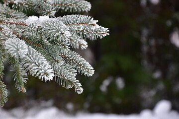 Frost on Spruce Branches in Winter