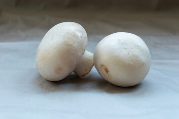 Two porcini mushrooms champignons on a gray background