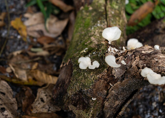 White mushrooms over mossed tree