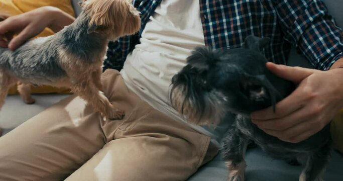 A man strokes his dog while watching the latest news on television. The brunet is dressed in a white t-shirt. A man with a disability is sitting on a couch with his two dogs, enjoying a good time.