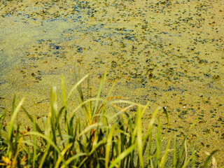 Pond or lake covered with green duckweed carpets. Polluted dirty standing water. Ecological problem, debris floating on river swamp in the city. Environmental pollution concept.
