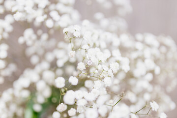 A ring with a diamond lies in the colors of gypsophila, close-up photo.  Surprise for your girlfriend.  Bouquet of small white flowers.  White gypsophila close-up.