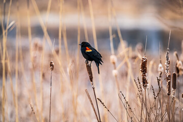 Red winged Blackbird perched on marsh plant