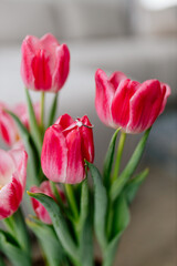 Pink tulips and engagement rings with diamonds on background with beautiful bokeh in modern interior. Background for Valentine's Day. Gift for Mother's Day, international Women's Day, March 8th