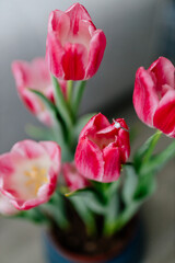 Pink tulips and engagement rings with diamonds on background with beautiful bokeh in modern interior. Background for Valentine's Day. Gift for Mother's Day, international Women's Day, March 8th