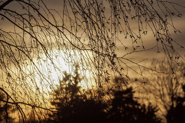 sunset in the grass