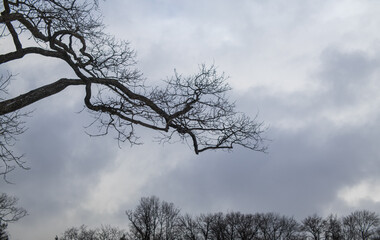 tree and sky