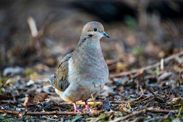 Dove on the forest floor