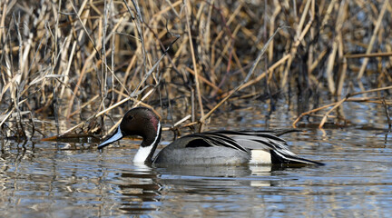 Northern Pintail Duck at Sacramento Wildlife Refuge, California