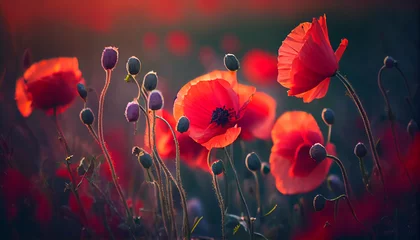 Foto op Plexiglas Flowers Red poppies blossom on wild field. Beautiful field red poppies with selective focus. Red poppies in soft light. Opium poppy. natural drugs. Generative AI © Fantastic