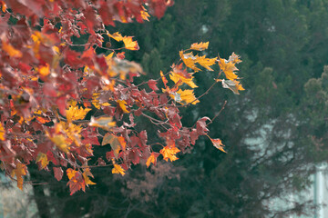 orange and yellow leaves autumn leaves