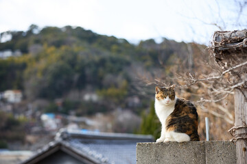 尾道の猫