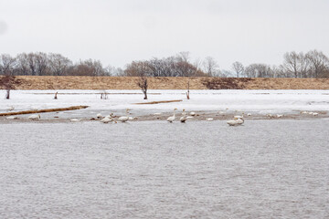 白鳥（北海道滝川市）