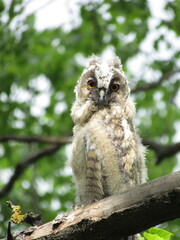 little owl