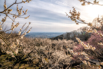 茨城県つくば市　夕日に染まる筑波山梅林