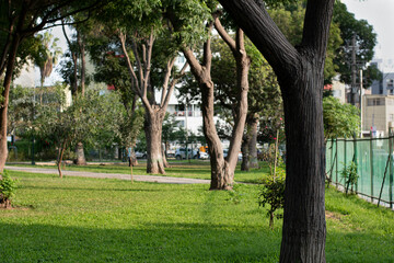 Trees in a sunny day 