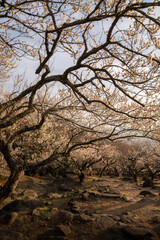 茨城県つくば市　夕日に染まる筑波山梅林