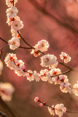 茨城県つくば市　夕日に染まる筑波山梅林