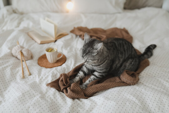Cute tabby cat in bed on warm blanket. Hygge concept. Lazy weekend. Cozy home atmosphere
