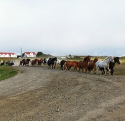 Obraz premium herd of Icelandic horses on a farm