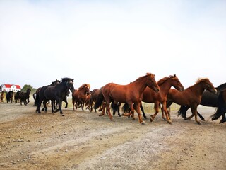 Herd of Icelandic horses