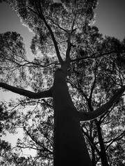 Fototapeta na wymiar Black and white tree trunk