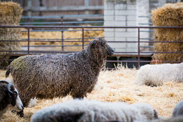 Sheep ewe standing in a lambing pen pregnant with a lamb during spring in the UK
