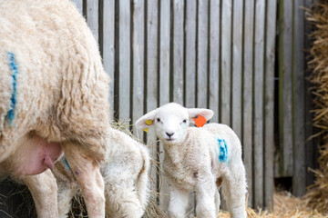 A ewe sheep and her lamb looks at camera in a lambing pen covered in straw in a sprintime UK 