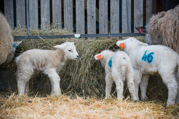 Newly born lambs stand with their ewe mothers on a sheep farm pen during lambing season in spring UK