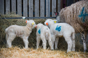 Newly born lambs stand with their ewe mothers on a sheep farm pen during lambing season in spring UK