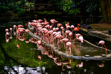 group of flamingos in the lake