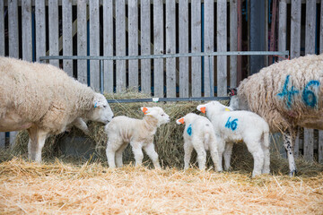 Newly born lambs stand with their ewe mothers on a sheep farm pen during lambing season in spring UK