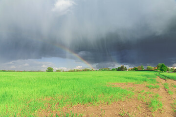 Multicolored rainbow over a green field, freshness after rain. Approaching thunderstorm.