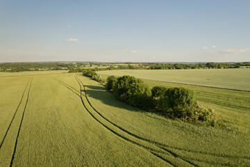 Image of a wheat field and trees in the middle of the field. Fresh ears of young green wheat. View from above.