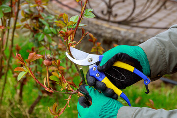 Pruning a rose in the spring. The gardener gives the rose bush the correct shape. Abundant flowering of roses.