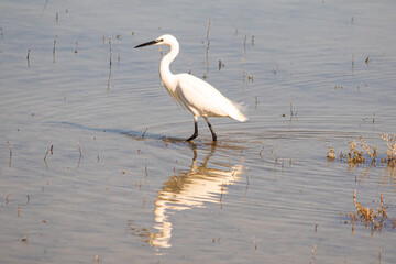 Heron blanc