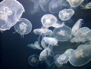 cool group of jellyfish