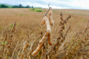 Dry legumes of soybean (Glycine max) at a field ready to harvest.