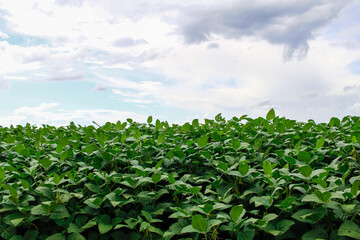 green soybean field with cloudy sky. agricultural background